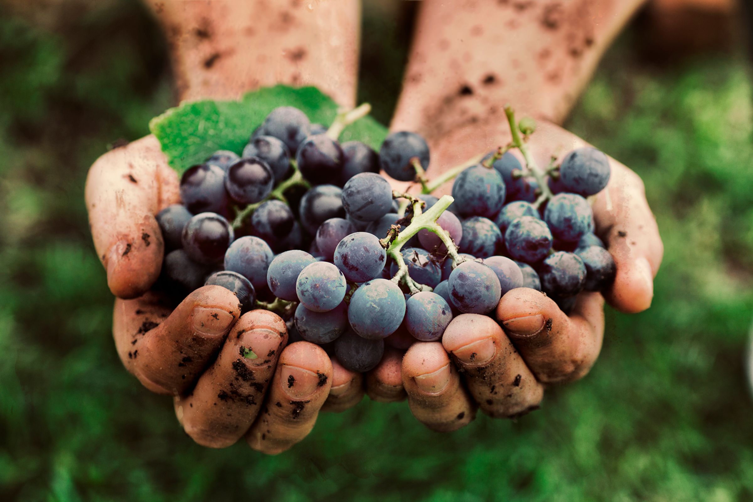 Hands holding freshly picked Plavac Mali grapes on Pelješac