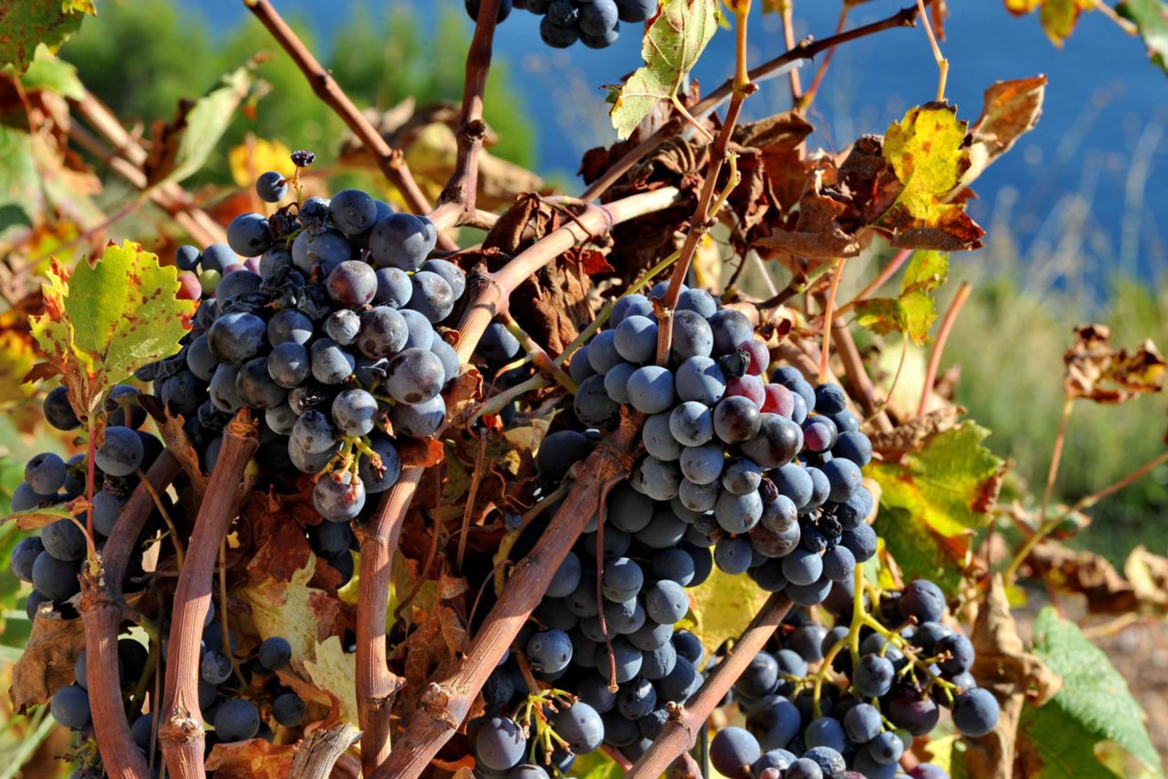 Ripe Plavac Mali grapes on the vine, ready for harvest on Pelješac